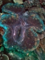 Really Big Giant Clam